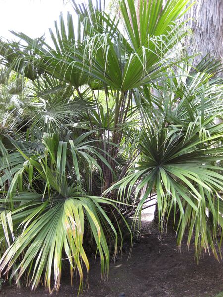 File:IMG 4141 hunt0904.jpg