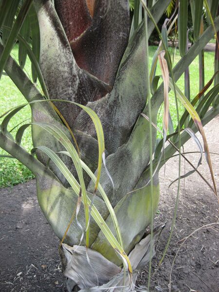 File:IMG 4146 hunt0904.jpg