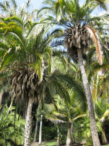 File:IMG 4148 hunt0904.jpg