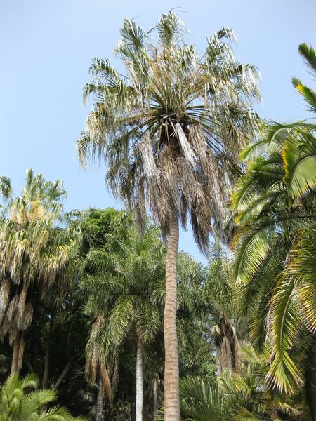 File:IMG 4150 hunt0904.jpg