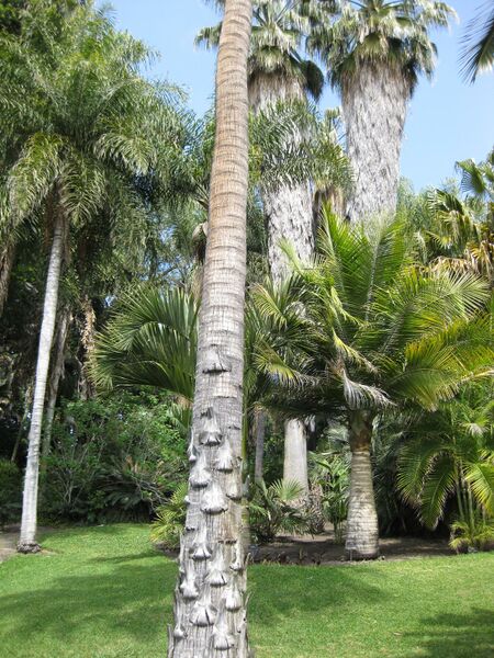 File:IMG 4151 hunt0904.jpg