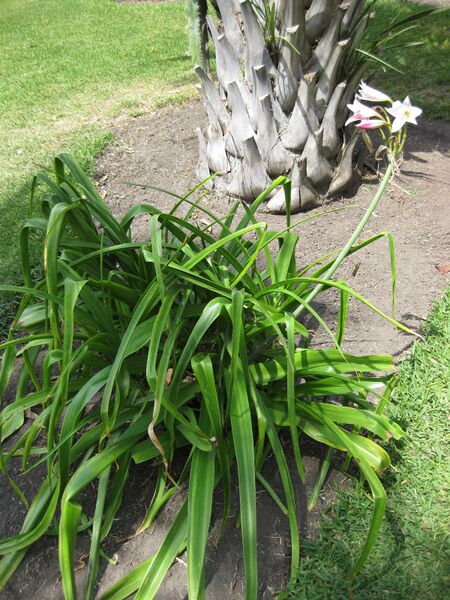 File:IMG 4153 hunt0904.jpg