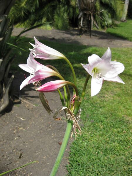 File:IMG 4154 hunt0904.jpg