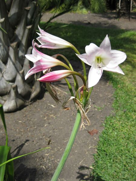 File:IMG 4155 hunt0904.jpg