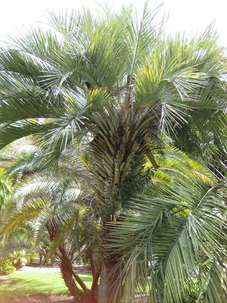 File:IMG 4156 hunt0904.jpg