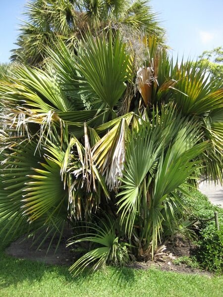 File:IMG 4158 hunt0904.jpg