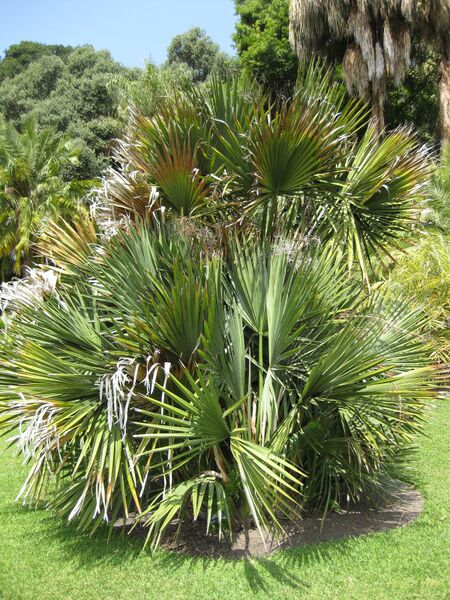 File:IMG 4160 hunt0904.jpg