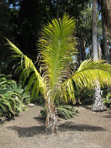 File:IMG 4162 hunt0904.jpg