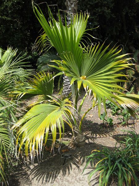 File:IMG 4164 hunt0904.jpg