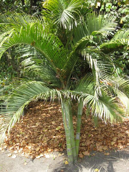 File:IMG 4166 hunt0904.jpg