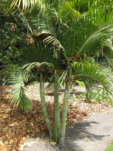 File:IMG 4167 hunt0904.jpg