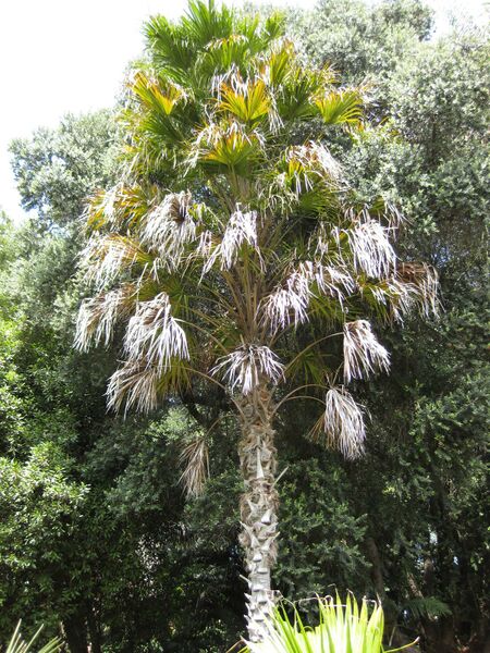 File:IMG 4168 hunt0904.jpg