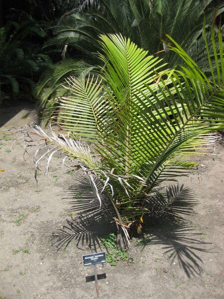 File:IMG 4172 hunt0904.jpg