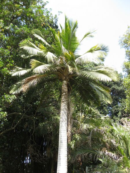 File:IMG 4173 hunt0904.jpg