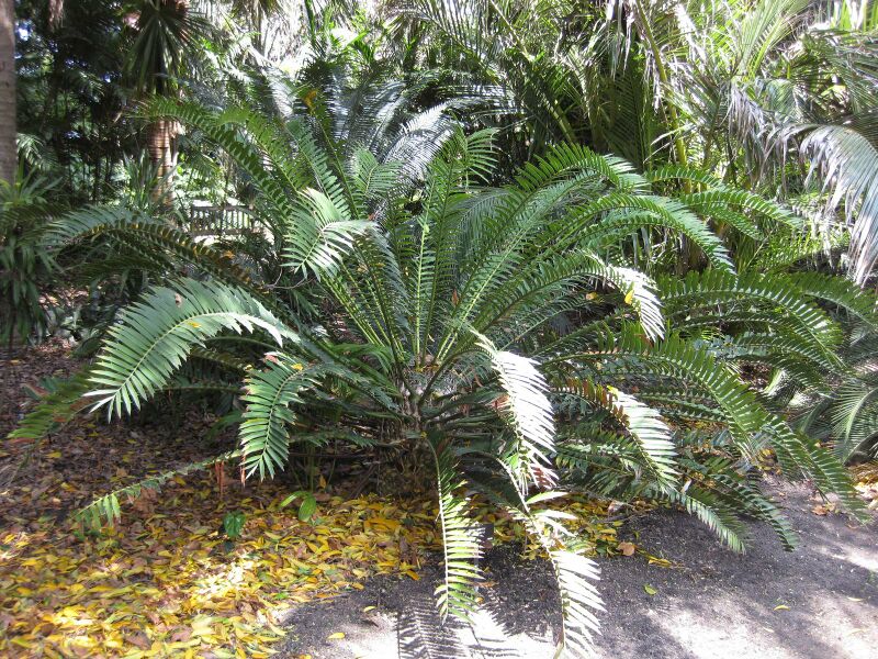 File:IMG 4175 hunt0904.jpg