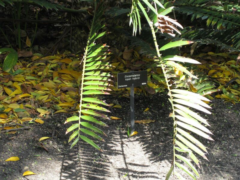 File:IMG 4176 hunt0904.jpg