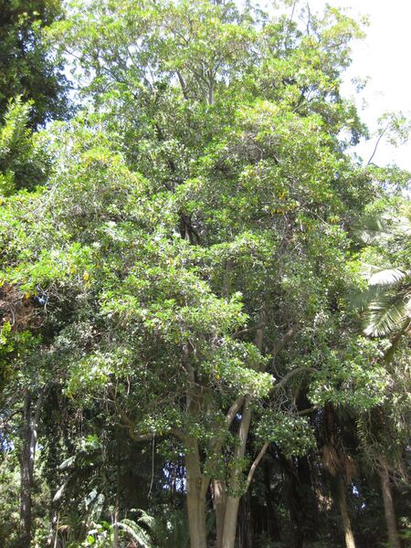 File:IMG 4177 hunt0904.jpg