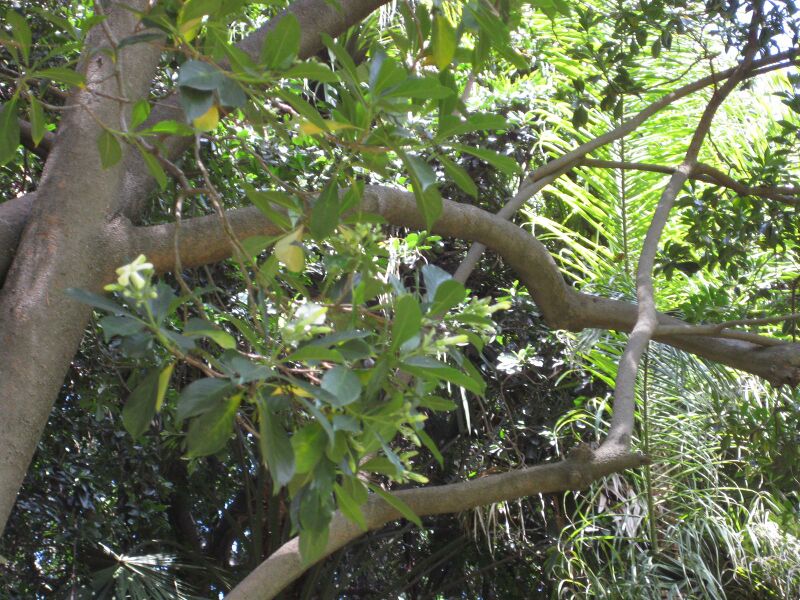 File:IMG 4180 hunt0904.jpg