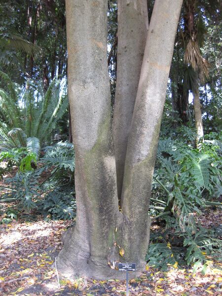 File:IMG 4182 hunt0904.jpg