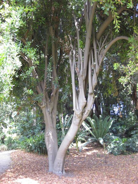 File:IMG 4184 hunt0904.jpg