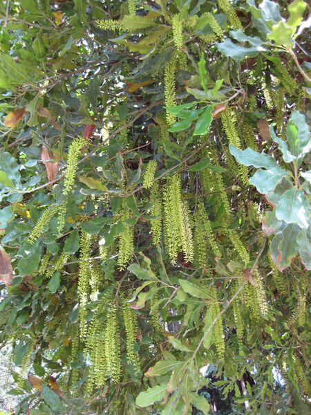 File:IMG 4185 hunt0904.jpg