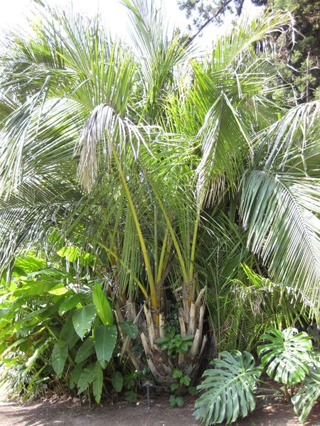 File:IMG 4187 hunt0904.jpg