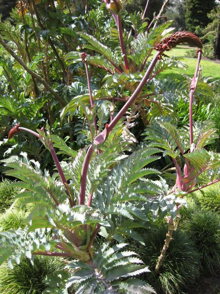 File:IMG 4190 hunt0904.jpg