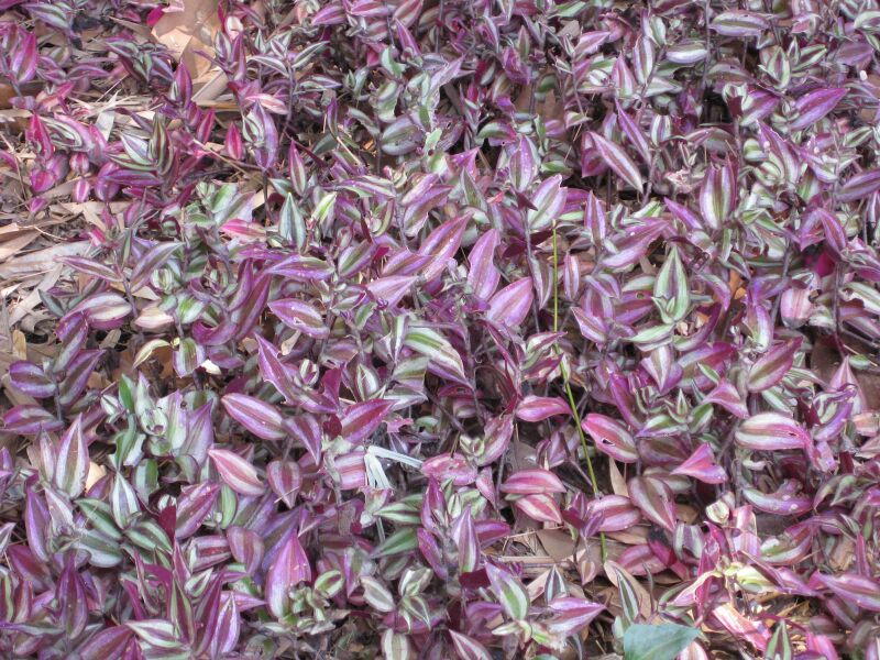 File:IMG 4192 hunt0904.jpg