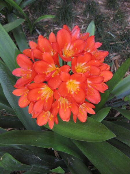 File:IMG 4194 hunt0904.jpg