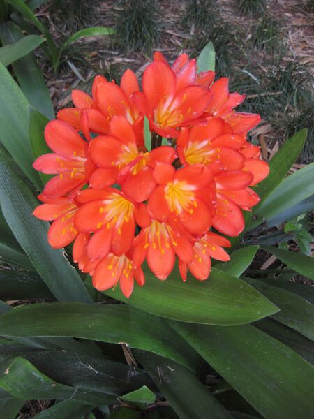 File:IMG 4195 hunt0904.jpg