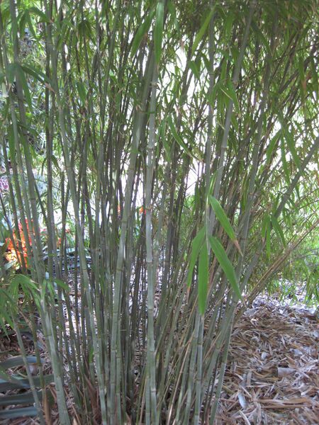 File:IMG 4197 hunt0904.jpg