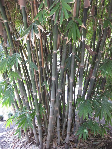 File:IMG 4199 hunt0904.jpg