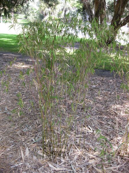 File:IMG 4201 hunt0904.jpg