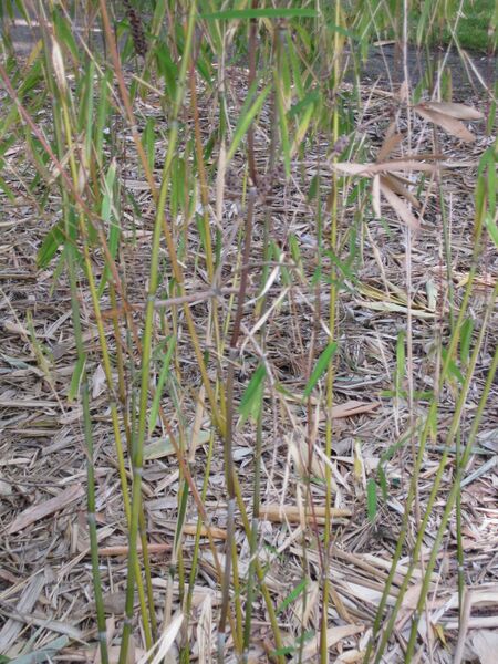 File:IMG 4202 hunt0904.jpg