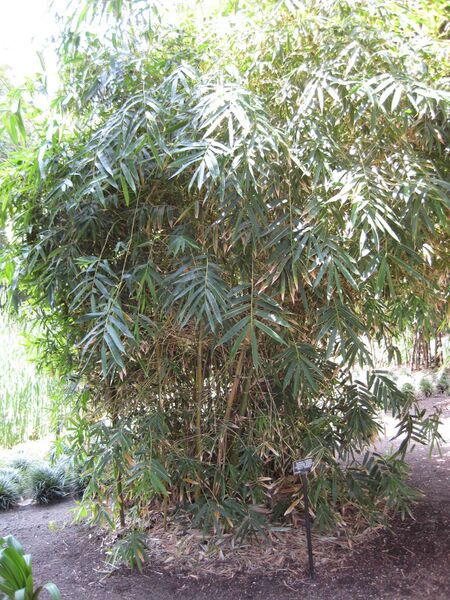 File:IMG 4204 hunt0904.jpg