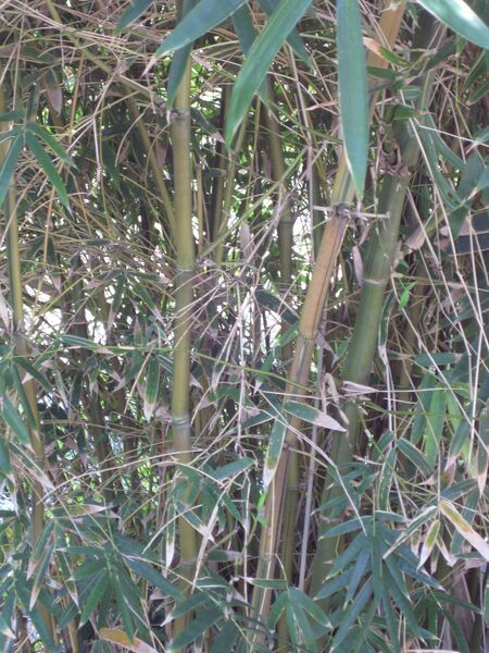 File:IMG 4205 hunt0904.jpg