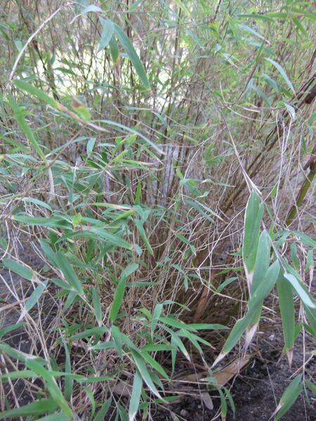 File:IMG 4208 hunt0904.jpg