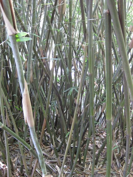 File:IMG 4211 hunt0904.jpg