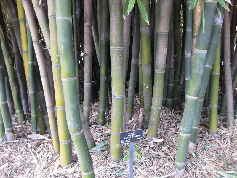 File:IMG 4216 hunt0904.jpg