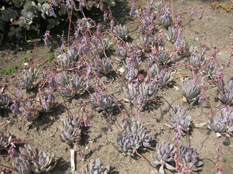 File:IMG 4217 hunt0904.jpg