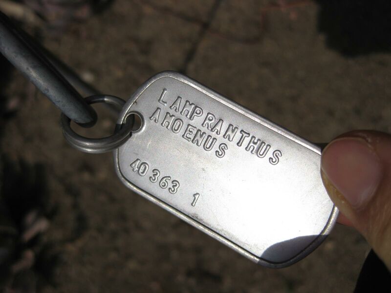 File:IMG 4218 hunt0904.jpg