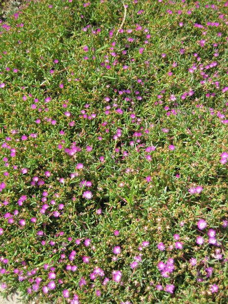 File:IMG 4222 hunt0904.jpg