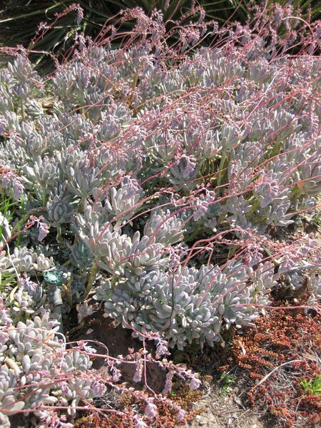 File:IMG 4224 hunt0904.jpg