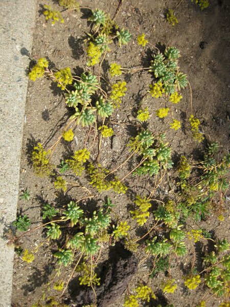 File:IMG 4225 hunt0904.jpg