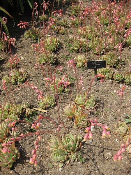 File:IMG 4226 hunt0904.jpg