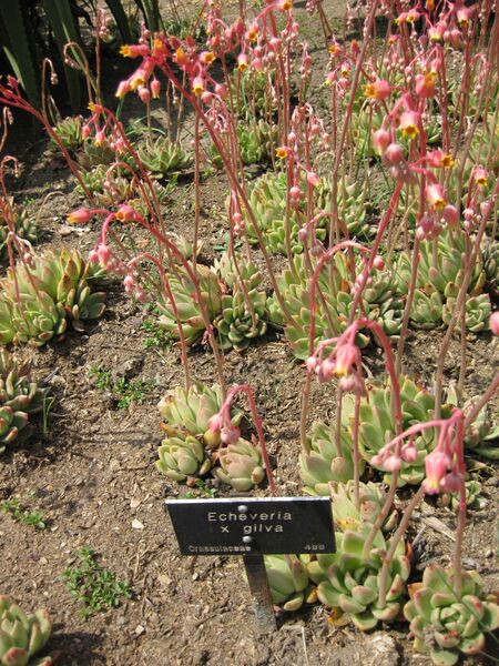 File:IMG 4227 hunt0904.jpg