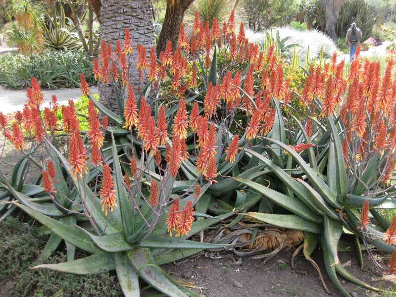 File:IMG 4229 hunt0904.jpg