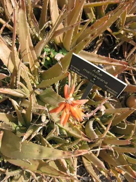 File:IMG 4232 hunt0904.jpg