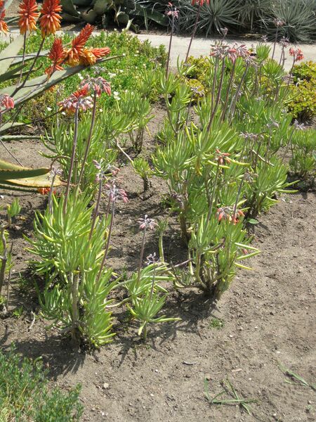 File:IMG 4233 hunt0904.jpg