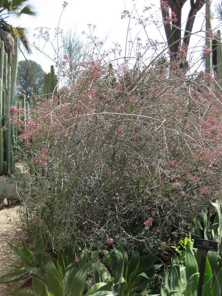 File:IMG 4234 hunt0904.jpg